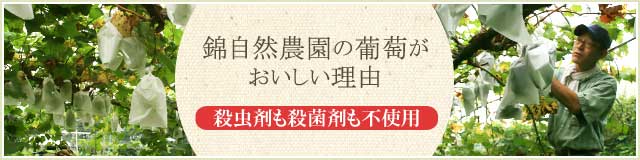 こんな人に錦自然農園の葡萄を 活力と元気を召しあがれ