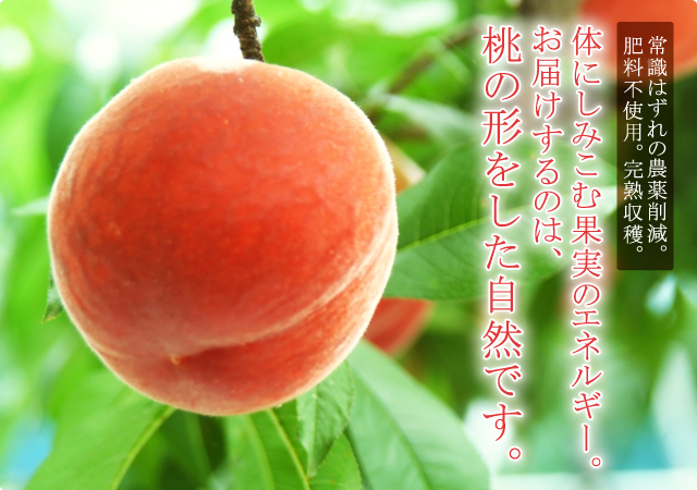 まだ味わったことのない桃 自然力あふれる、九州の桃