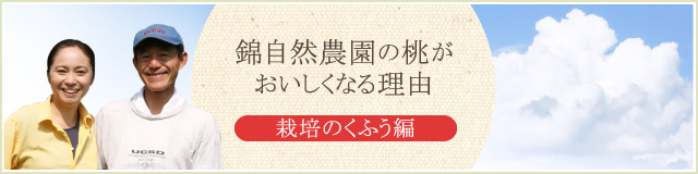 錦自然農園の桃がおいしくなる理由　栽培のくふう編